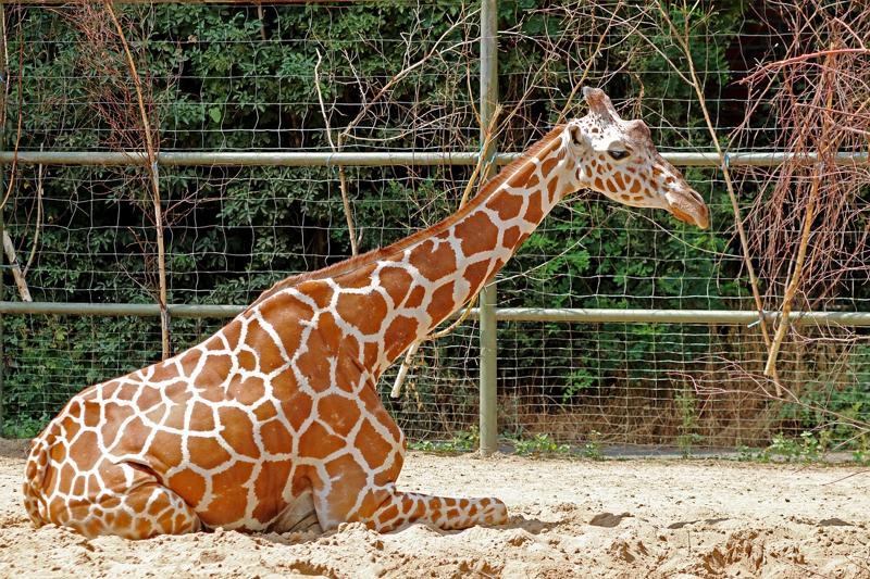 ZOO Bratislava